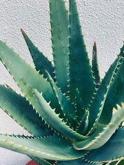 Aloe