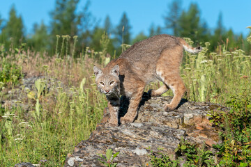 Naklejka premium Juvenile bobcat in the mountains walking on rocks