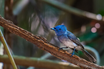 Black-naped Monarch on branch in nature.