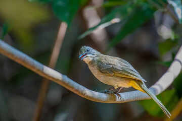 Streak-eared Bulbul on branch in nature.