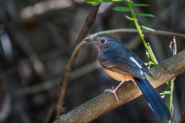 White-rumped shama on branch in nature.