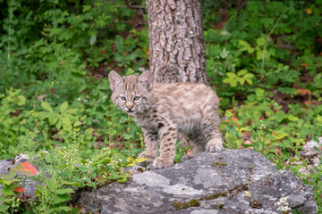 Bobcat cubs playing on rocks and in grass in Montana