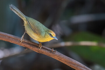 Striped Tit Babbler on branch in nature.