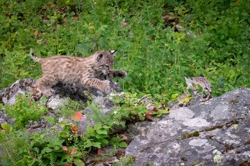 Naklejka na ściany i meble Bobcat cubs playing on rocks and in grass in Montana