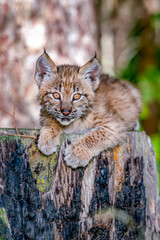 Siberian Lynx cub playing in the grass in Montana