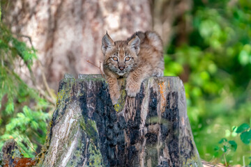 Naklejka na ściany i meble Siberian Lynx cub playing in the grass in Montana