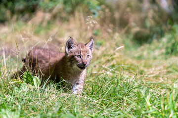 Siberian Lynx cub playing in the grass in Montana