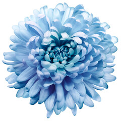 flower blue chrysanthemum . Flower isolated on a white background. No shadows with clipping path. Close-up. Nature.