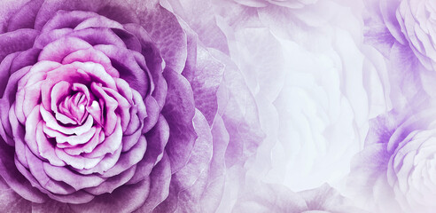 Floral purple background. purple roses  flowers.  Close-up.   floral collage.  Flower composition....