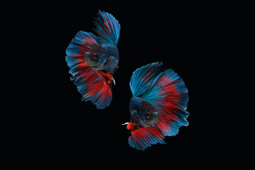 Photo collage of blue red halfmoon type of betta splendens siamese fighting fish isolated on black...