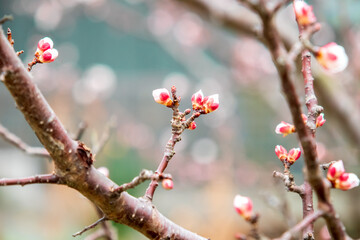 杏の花の蕾
