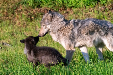 Two month old wolf puppy playing with mom.
