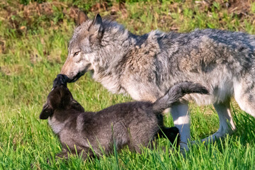 Two month old wolf puppy playing with mom.