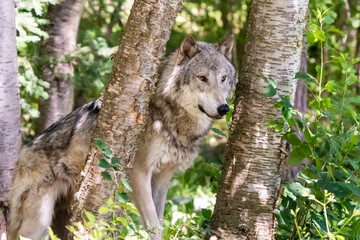 majestic grey wolf looking through the trees in Montana