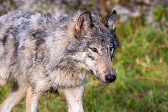 Wolf walking in grass in Montana