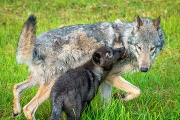 Two month old wolf puppy playing with mom.