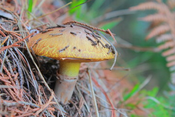 mushroom, forest, autumn, nature, toadstool, fungus, red, grass, fungi, agaric, poisonous, food, fly, amanita, cap, wood, plant, poison, mushrooms, boletus, toxic, fly agaric, season, edible