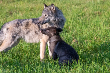 Two month old wolf puppy playing with mom.