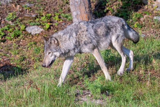 Wolf walking in grass in Montana