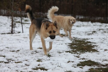 German Shepherd and Golden Labrador walking in snow at the dog park