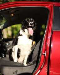 Black and white dog sitting in a red car