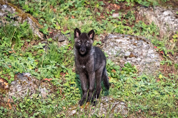 Two month old wolf puppy looking at camera