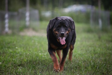 Rotweiler waking in a dog park