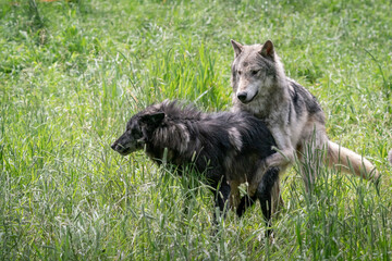Fototapeta premium Pack of wolves playing in the grass in Montana