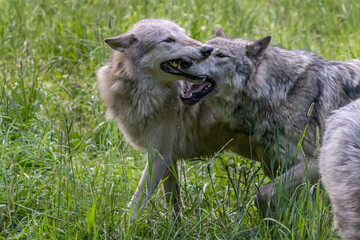 Pack of wolves playing in the grass in Montana