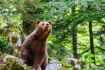 Brown bear - close encounter with a  wild brown bear eating in the forest and mountains of the...