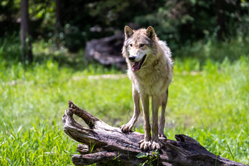 Obraz premium Pack of wolves playing in the grass in Montana