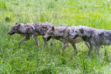 Pack of wolves playing in the grass in Montana
