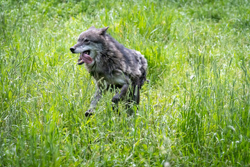 Fototapeta premium Pack of wolves playing in the grass in Montana