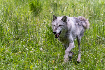 Fototapeta premium Pack of wolves playing in the grass in Montana