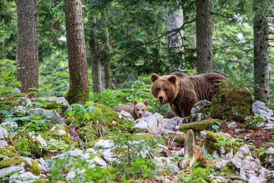 Wild brown bear mother with her cubs walking and searching for food in the forest and mountains of the Notranjska region in Slovenia