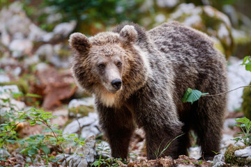 Fototapeta premium Brown bear - close encounter with a wild brown bear eating in the forest and mountains of the Notranjska region in Slovenia