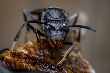 Closeup of a black wasp in its hive