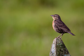 Bird perched on a stake in a pasture