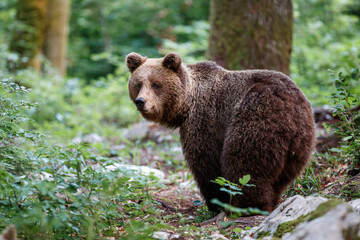 Brown bear - close encounter with a  wild brown bear eating in the forest and mountains of the...