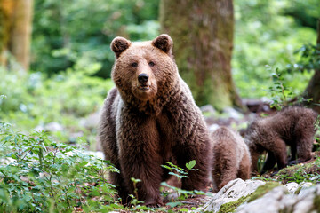 Obraz premium Wild brown bear mother with her cubs walking and searching for food in the forest and mountains of the Notranjska region in Slovenia