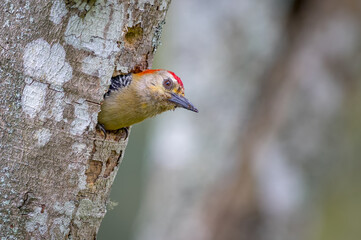 Woodpecker sticking head out of nest