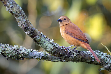 Light brown bird perched on the branch of an old tree