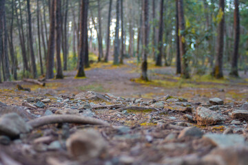 Bosque rocoso 2
