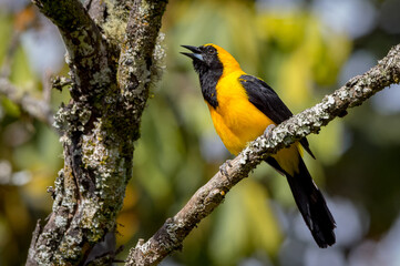 Beautiful oriole singing from a tree