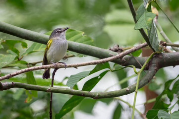 Tiny flycatcher in search of food from a small branch
