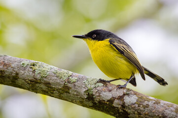 Yellow flycatcher in search of food on top of a tree