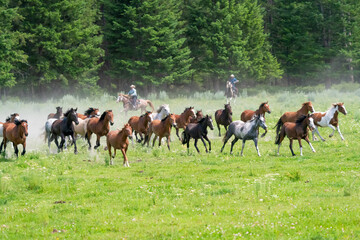 Horses and cowboys at a roundup in Montana