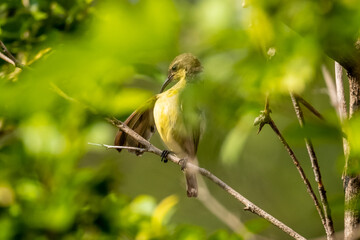 Olive-backed sunbird,Yellow-bellied sunbird (Cinnyris jugularis)