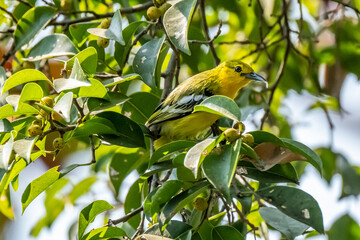 A common iora (aegithina tiphia) on a branch in Kedah Malaysia this song bird found across the tropical india and south east asia.