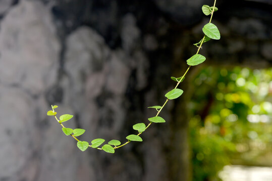 つる草 Photos Royalty Free Images Graphics Vectors Videos Adobe Stock つる草 Photos Royalty Free Images Graphics Vectors Videos Adobe Stock